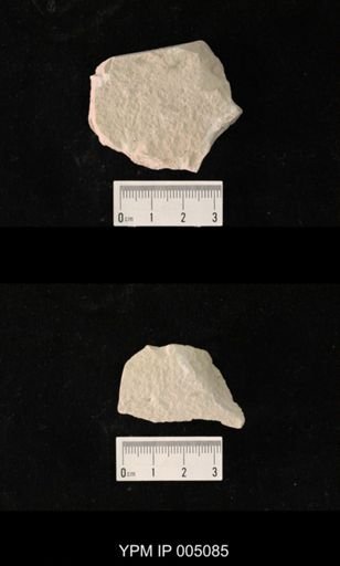 Psocidium kansasense