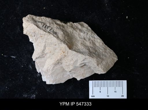 undet. Foraminifera