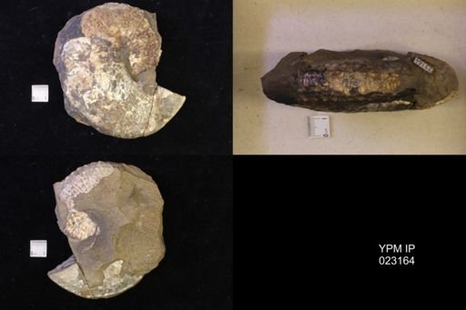 Jeletzkytes nebrascensis