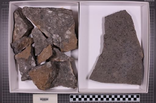 mixed taxa, stratigraphic collection