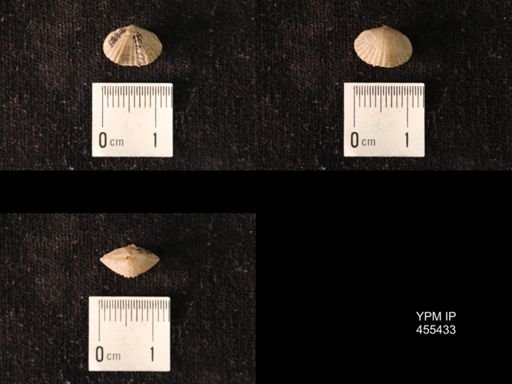 Platystrophia morrowensis
