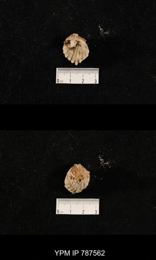 undet. Brachiopoda