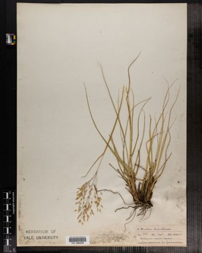 Plantae