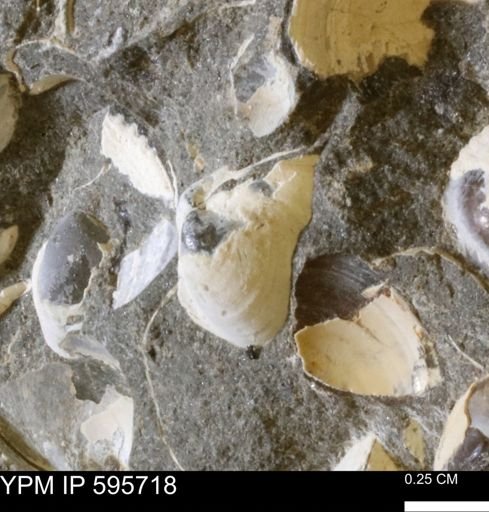 Protocardia sp.
