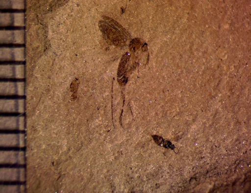 undet. Diptera