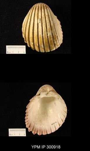 Cardium sp.