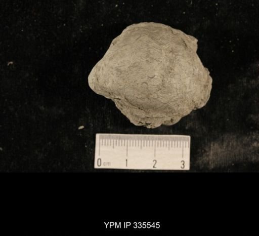 Linoproductus sp.