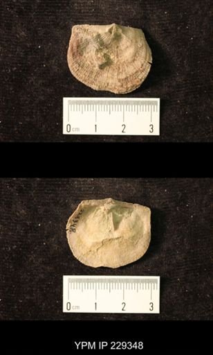 Derbya crassa texana