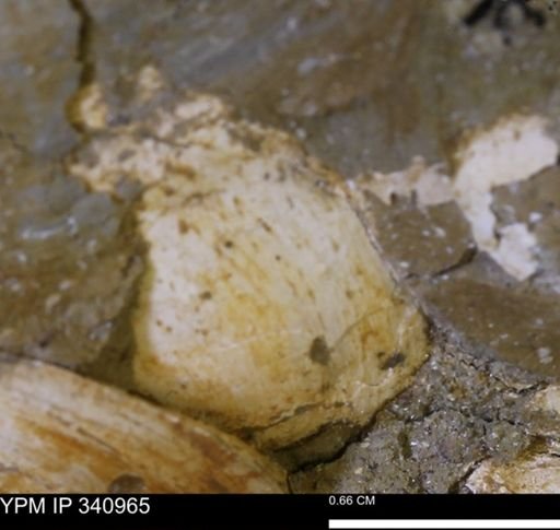 Corbicula sp.