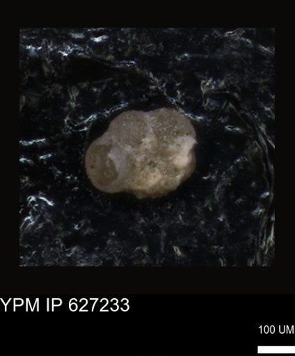undet. Foraminiferida