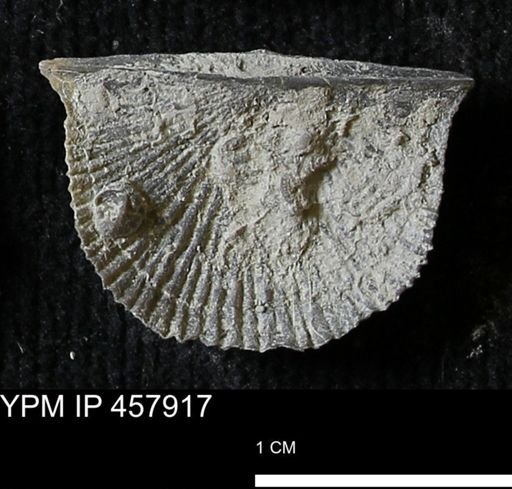 Strophodonta sp.
