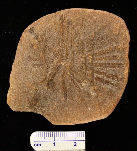 Annularia stellata