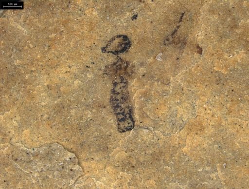 Culicidae?