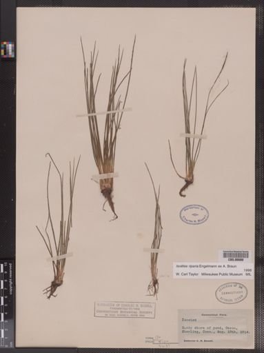 Isoetes riparia