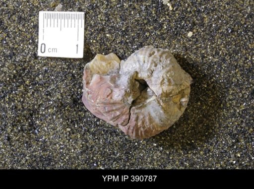 undet. Scaphitidae
