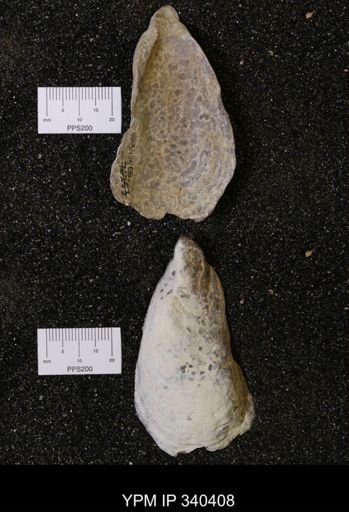 Ostrea glabra