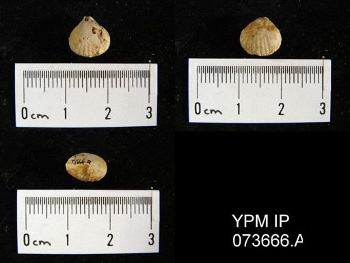 Camarotoechia perryvillensis