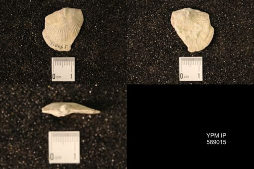 Dinorthis subquadrata