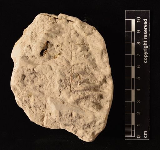 Gleichenia giesekiana