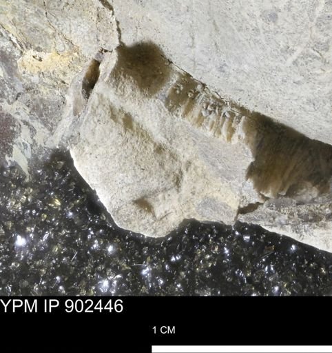 undet. Inoceramidae