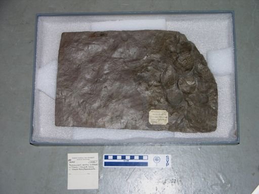 Anchisauripus exsertus