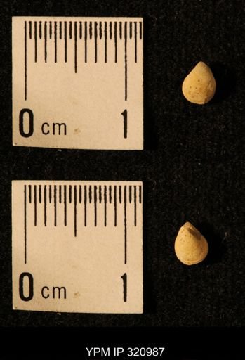 Dielasma elongatum