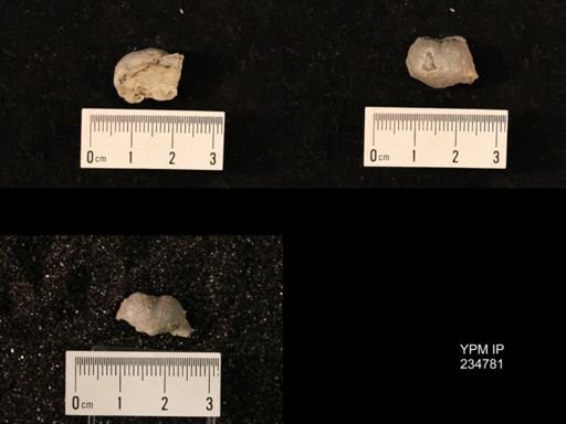 Marginifera splendens