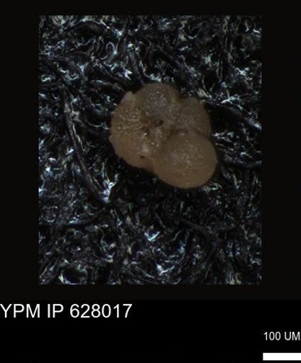 undet. Foraminiferida