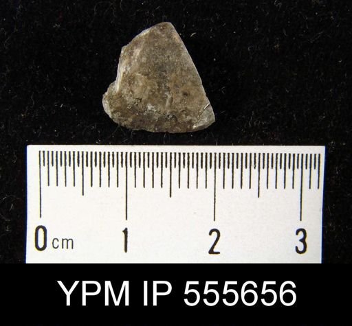 Marginifera splendens