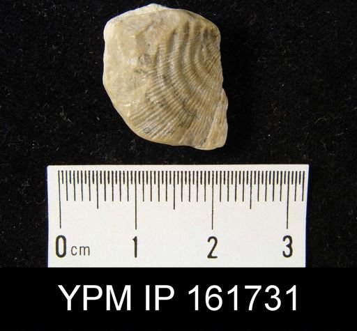 Leptaena rhomboidalis