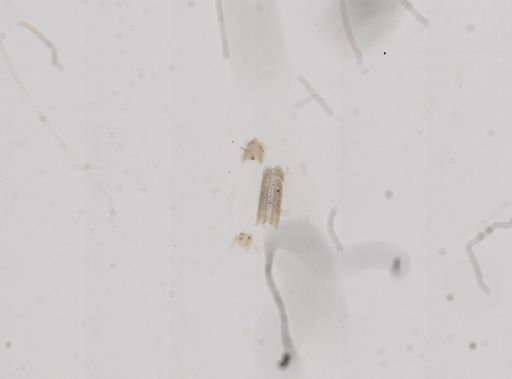 Amnicola cincinnatiensis