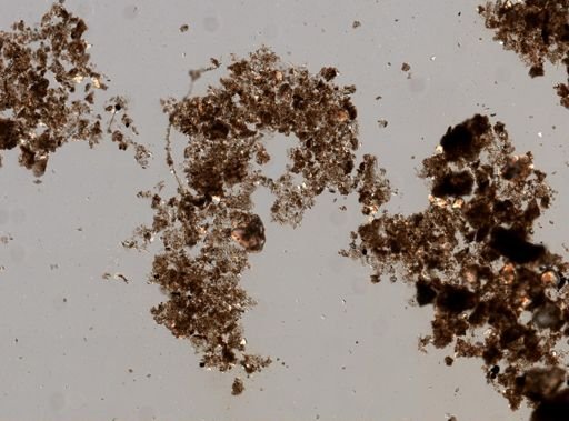 Pione vastifica