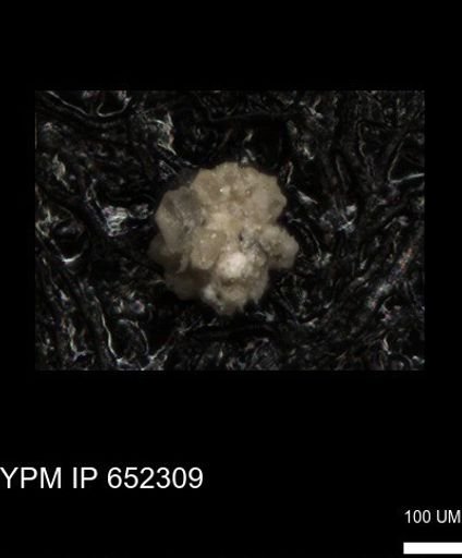 undet. Foraminiferida