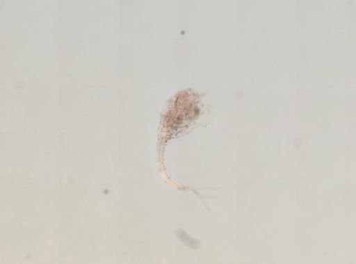 Diastylis