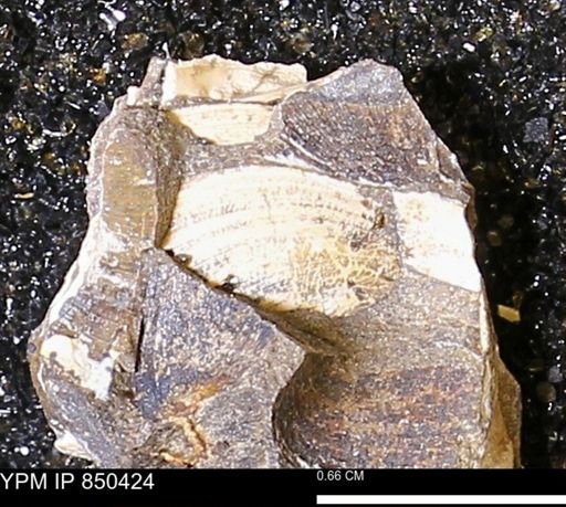 Limopsis striatopunctatus