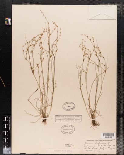 Plantae