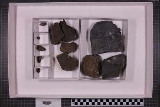 mixed taxa, stratigraphic collection