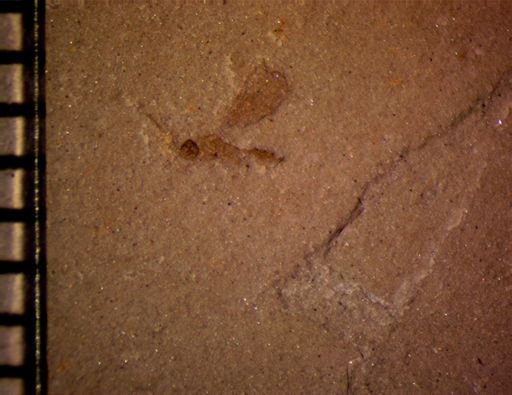 undet. Hymenoptera