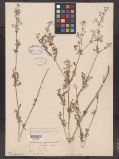 Galium erectum