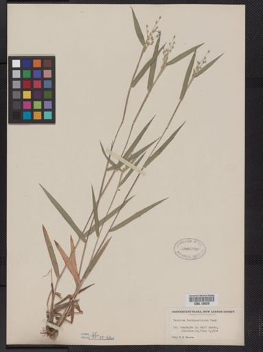 Panicum oligosanthes