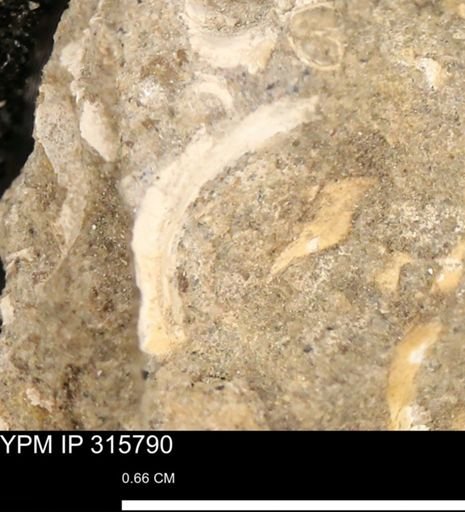 undet. Mollusca