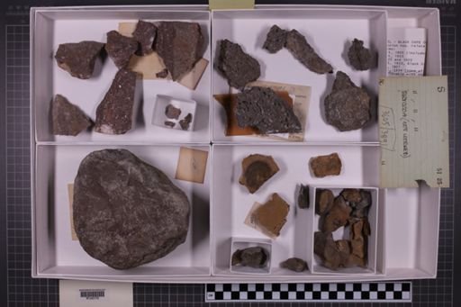 mixed taxa, stratigraphic collection