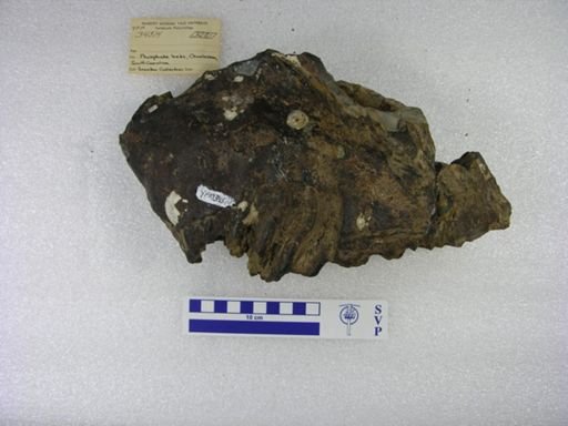 Mammuthus sp.