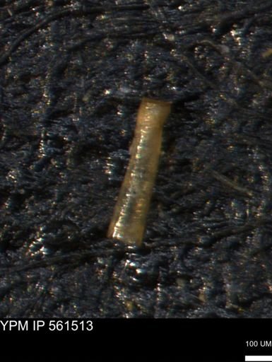 undet. Porifera