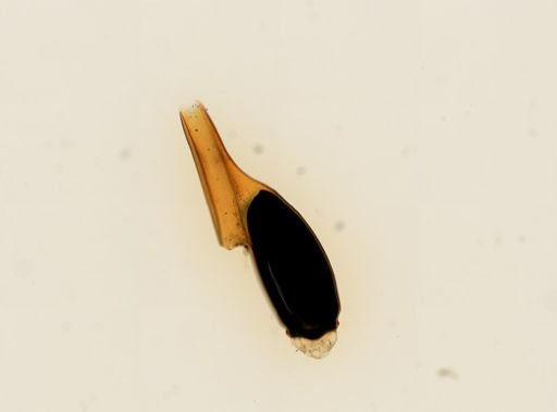 Pthirus pubis