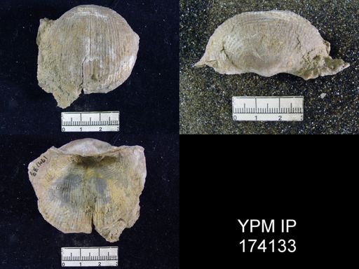 Productus semireticulatus