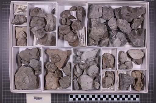 mixed taxa, stratigraphic collection