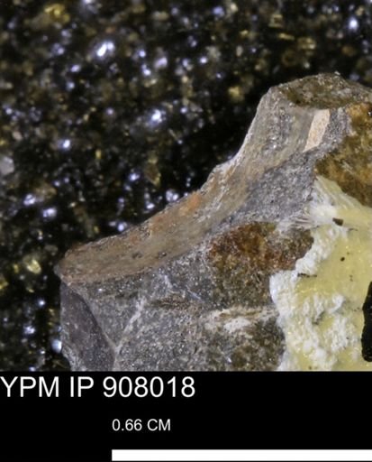 undet. Mollusca