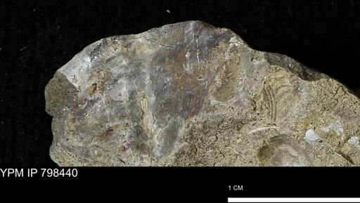 Mollusca