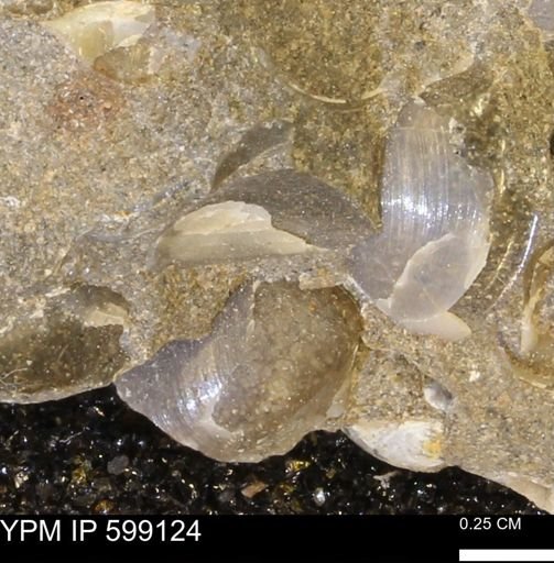 undet. Bryozoa